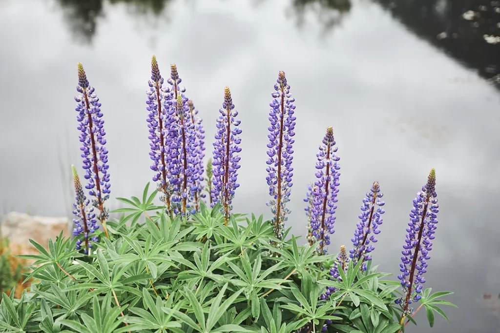 lavanda Plantas repelentes dengue