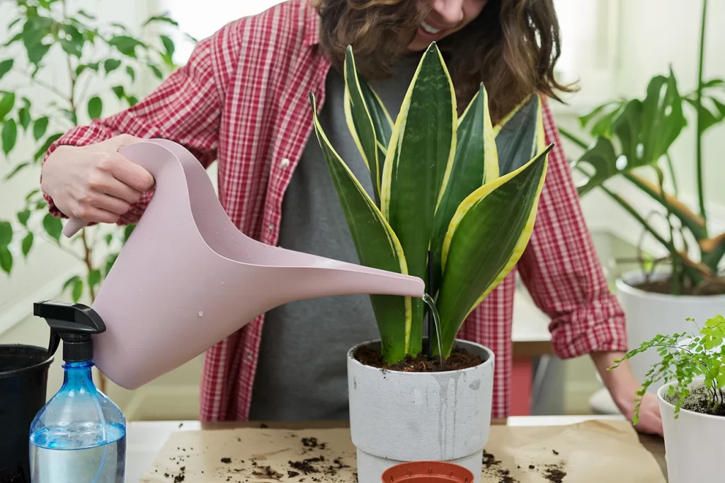 plantas para apartamento, mulher regando espada de sao jorge