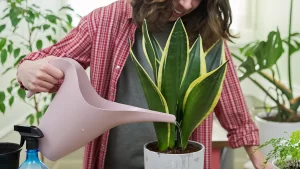 plantas-que-purificam-o-ar- espada-de-sao-jorge