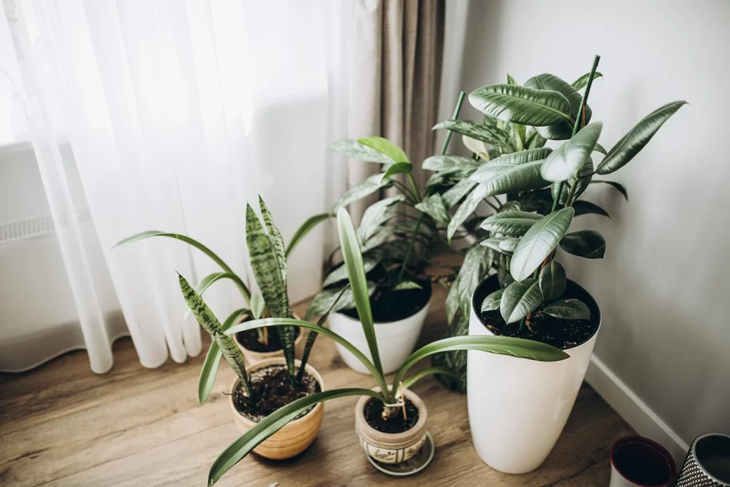 planta para apartamento, plantas ao lado da janela