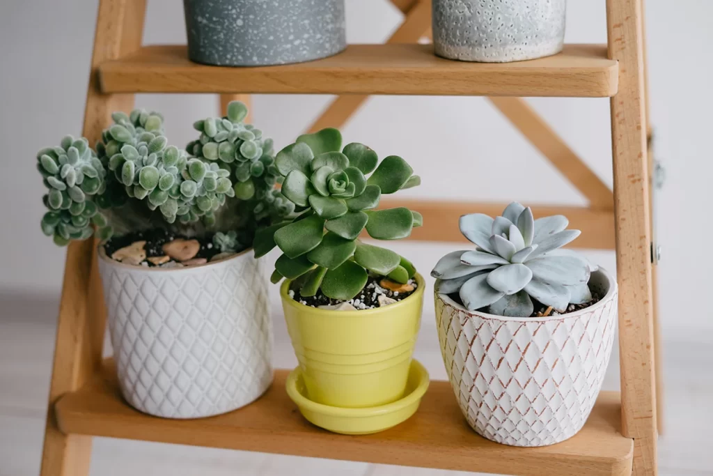 plantas para apartamento, suculentas para decoração