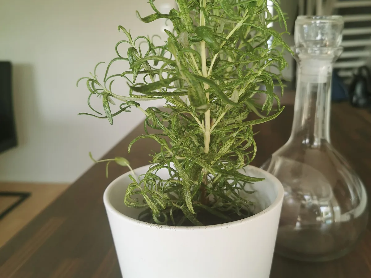 Vaso de alecrim com folhagem compacta e aromatica