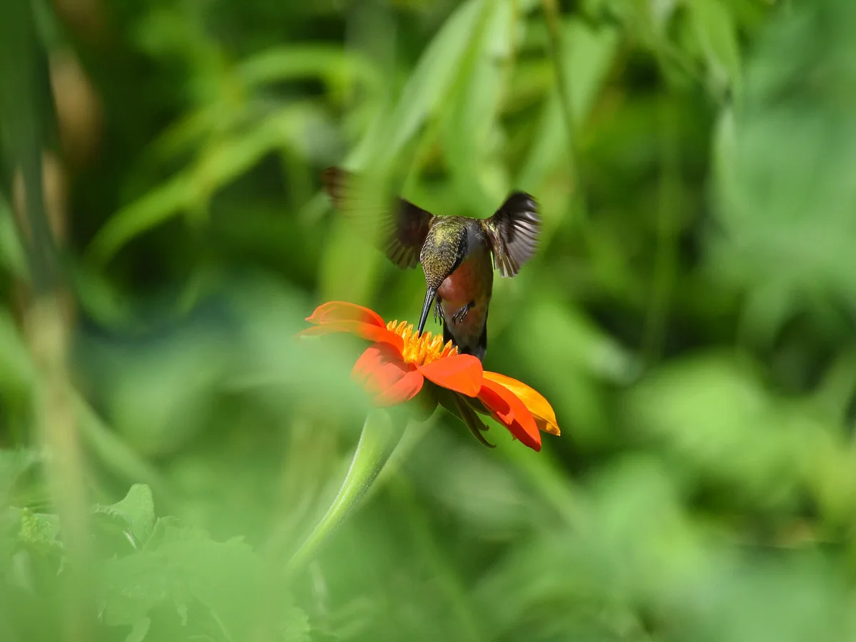 Beija-flor se alimentando em flor vermelha tubular