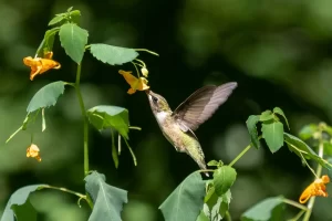 Beija-flor em voo diante de flores em jardim botanico