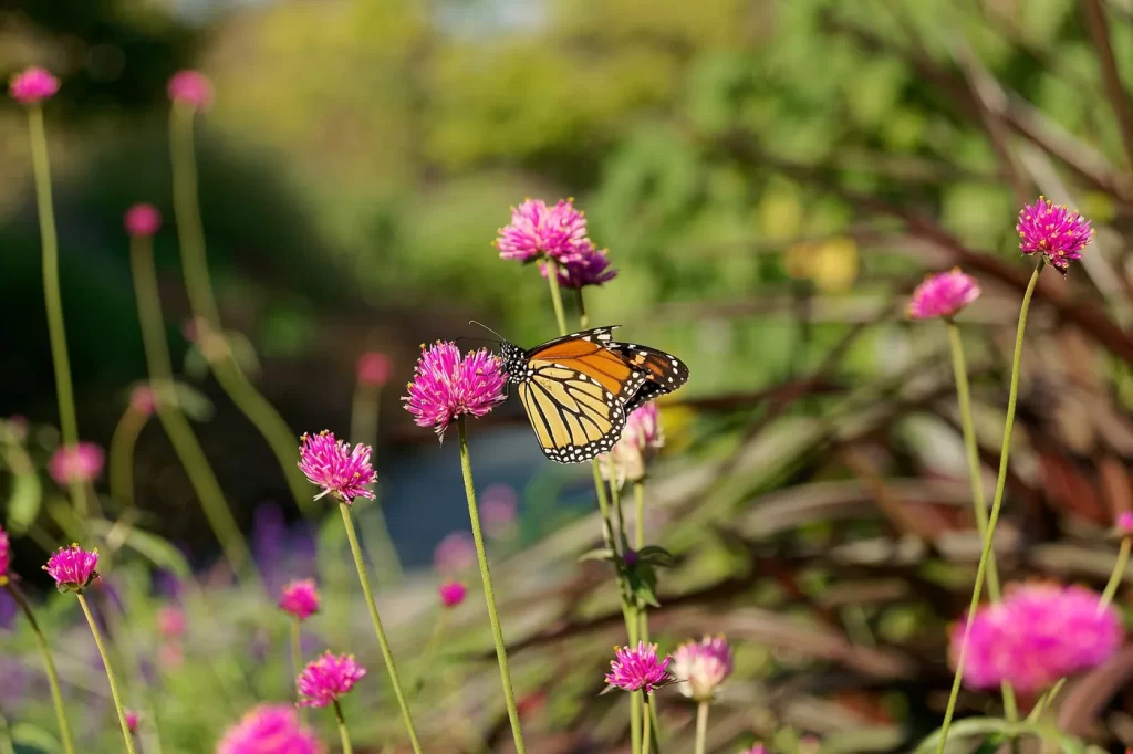 Borboleta voando em jardim florido com diferentes especies nectariferas