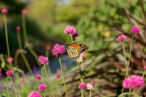 Borboleta voando em jardim florido com diferentes especies nectariferas