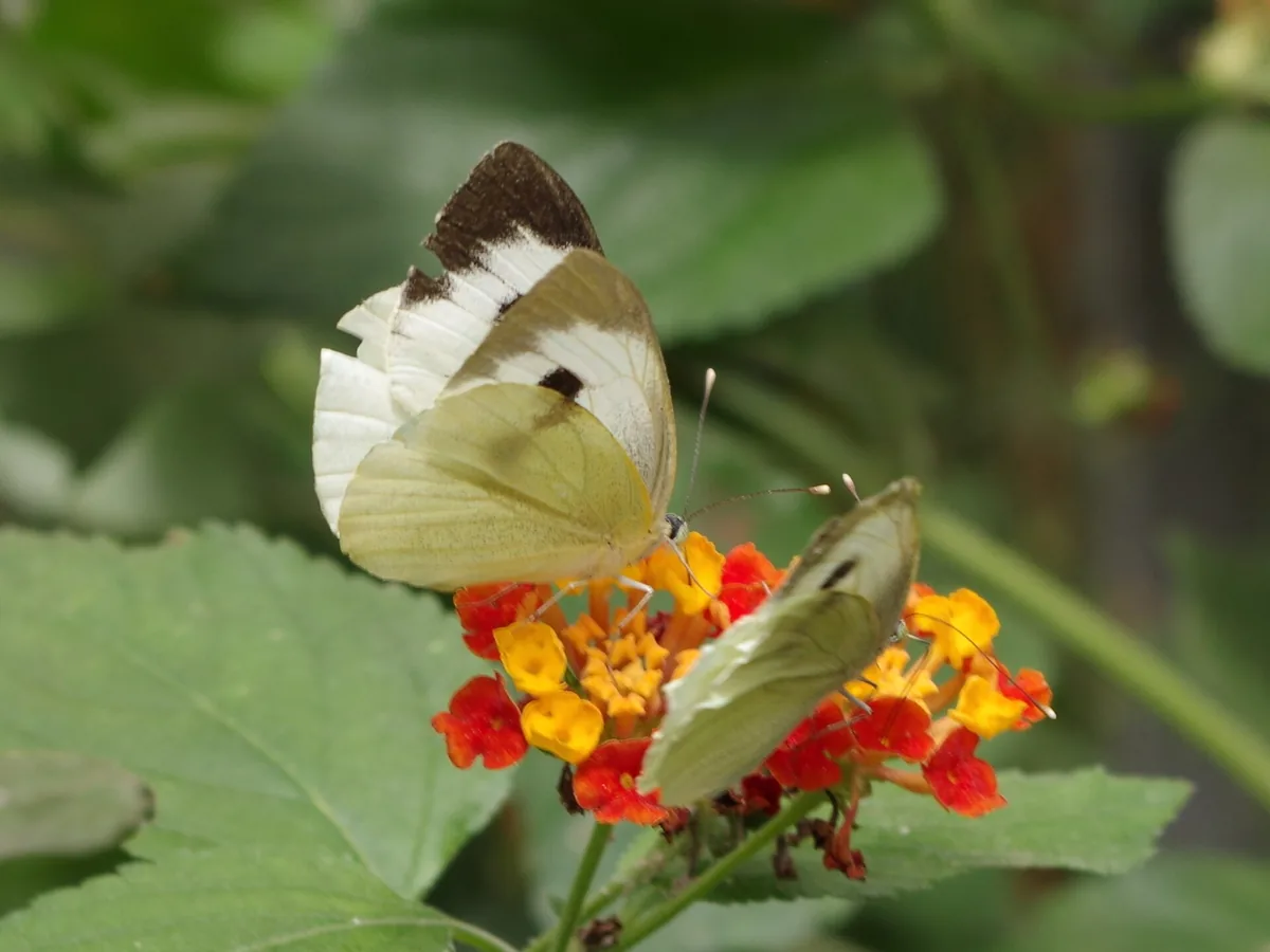Borboleta pousada sobre flores de lantana camara