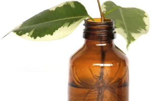Estacas enraizadas na agua em recipiente transparente com raizes visiveis