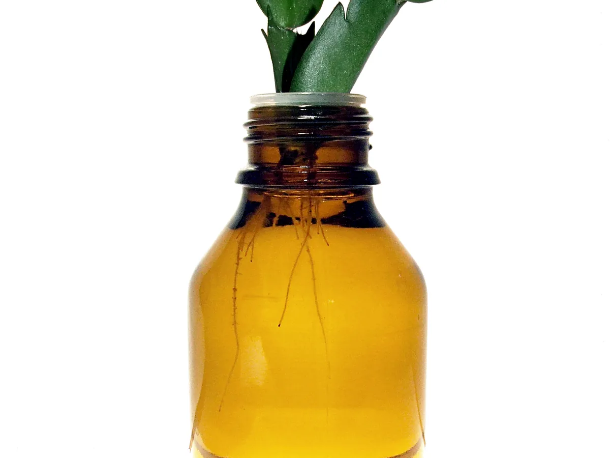 Estacas de planta enraizadas na agua em frasco transparente