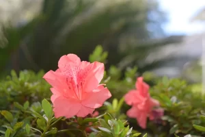 Azaleias floridas em destaque para jardim colorido no inverno