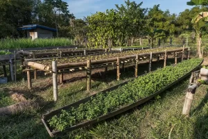 Horta compacta cultivada em grande recipiente com folhas e hortaliças