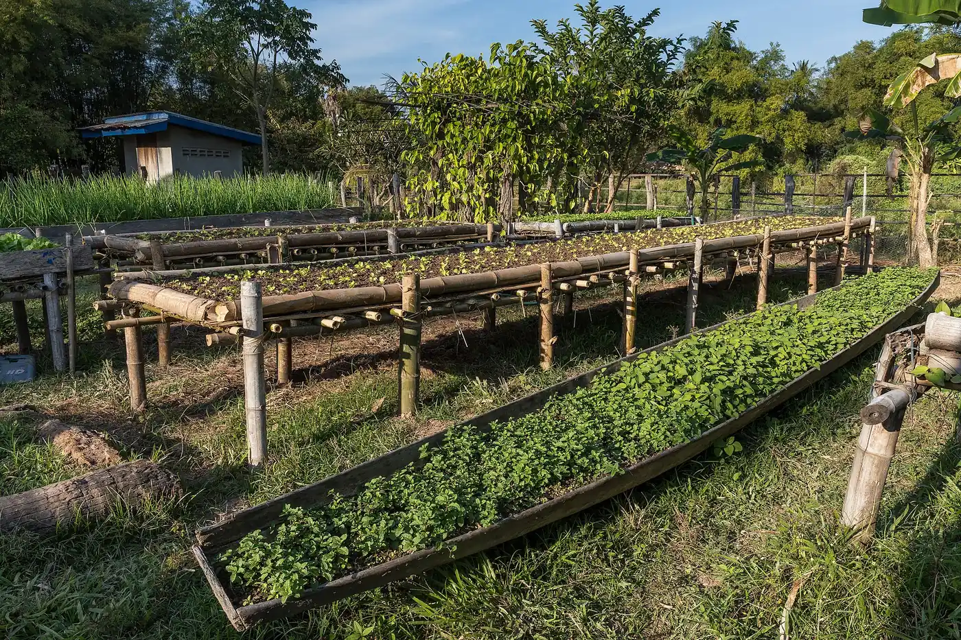 Horta compacta cultivada em grande recipiente com folhas e hortaliças