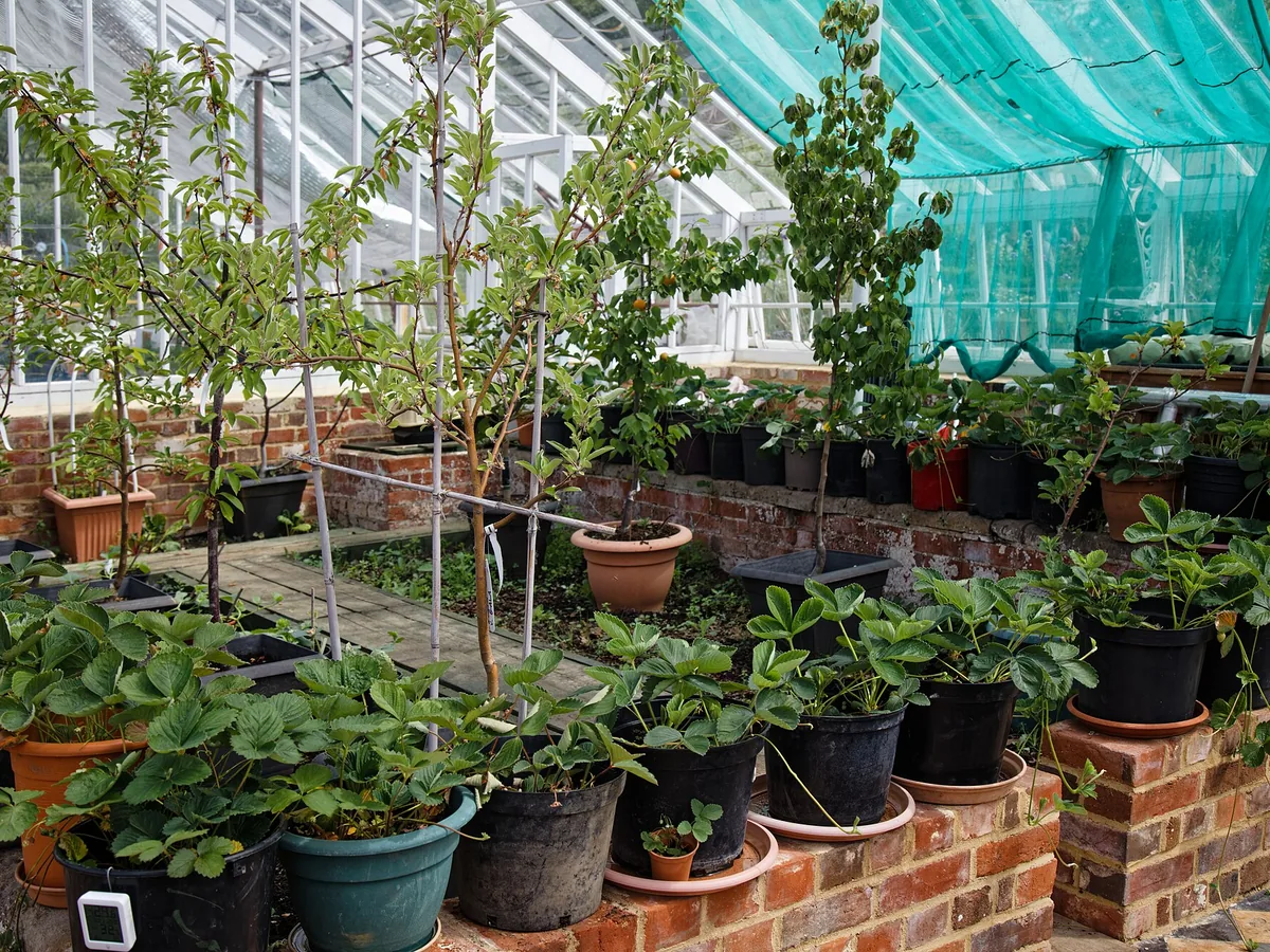 Conjunto de vasos e jardineiras organizados para cultivo de alimentos
