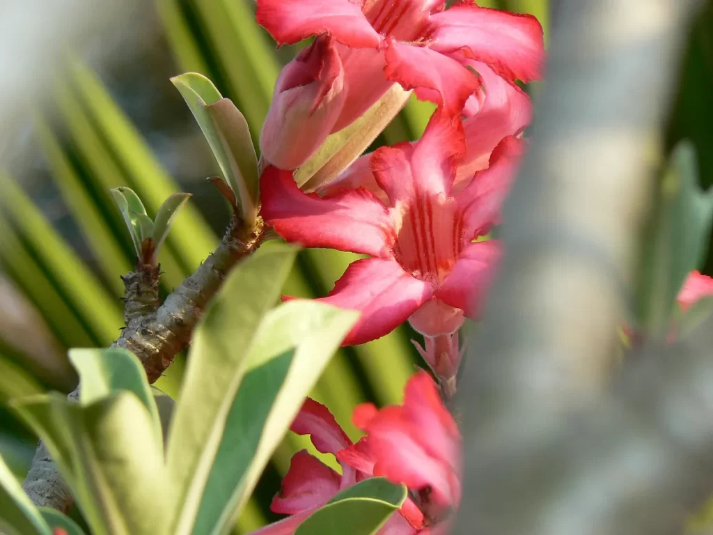 Rosa-do-deserto Adenium obesum com flores rosadas