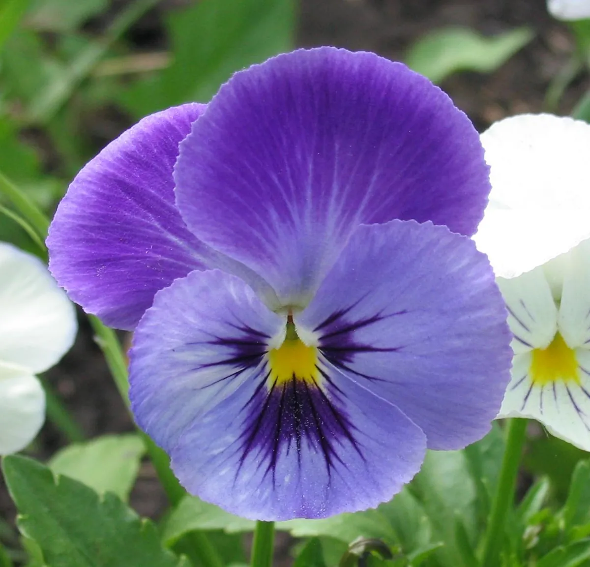 Flor de amor-perfeito roxa e amarela em close