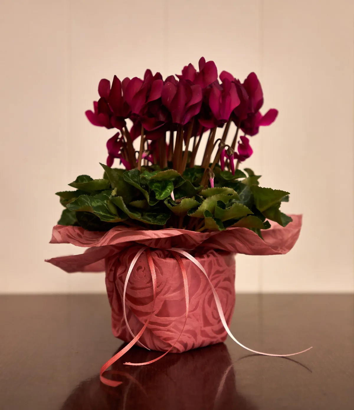 Ciclame roxo em vaso decorativo