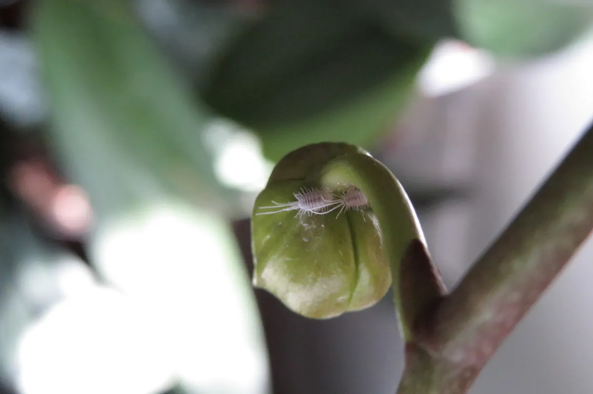 Detalhe de cochonilha em planta ornamental