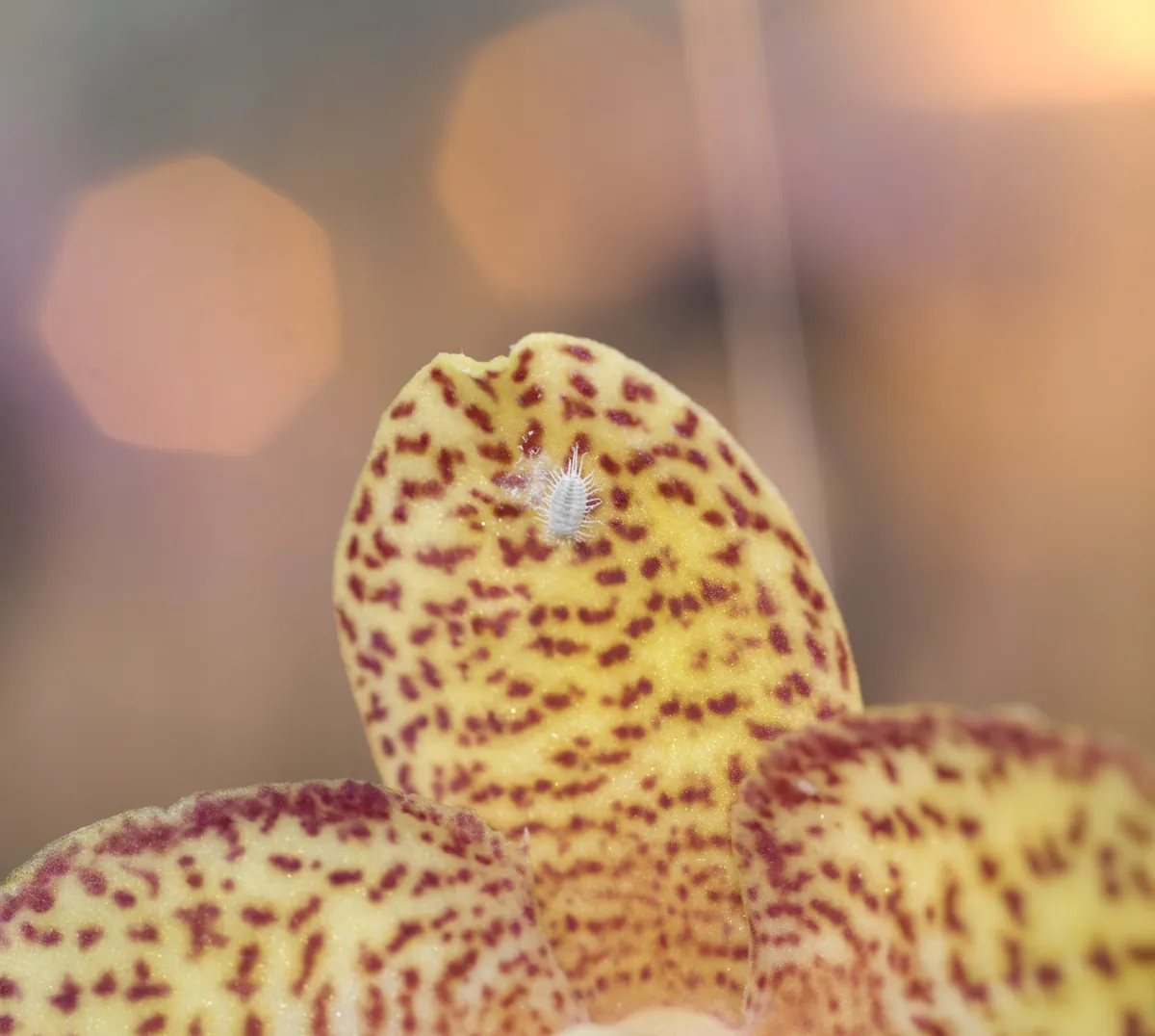 Cochonilha branca visível sobre folha de orquídea Phalaenopsis