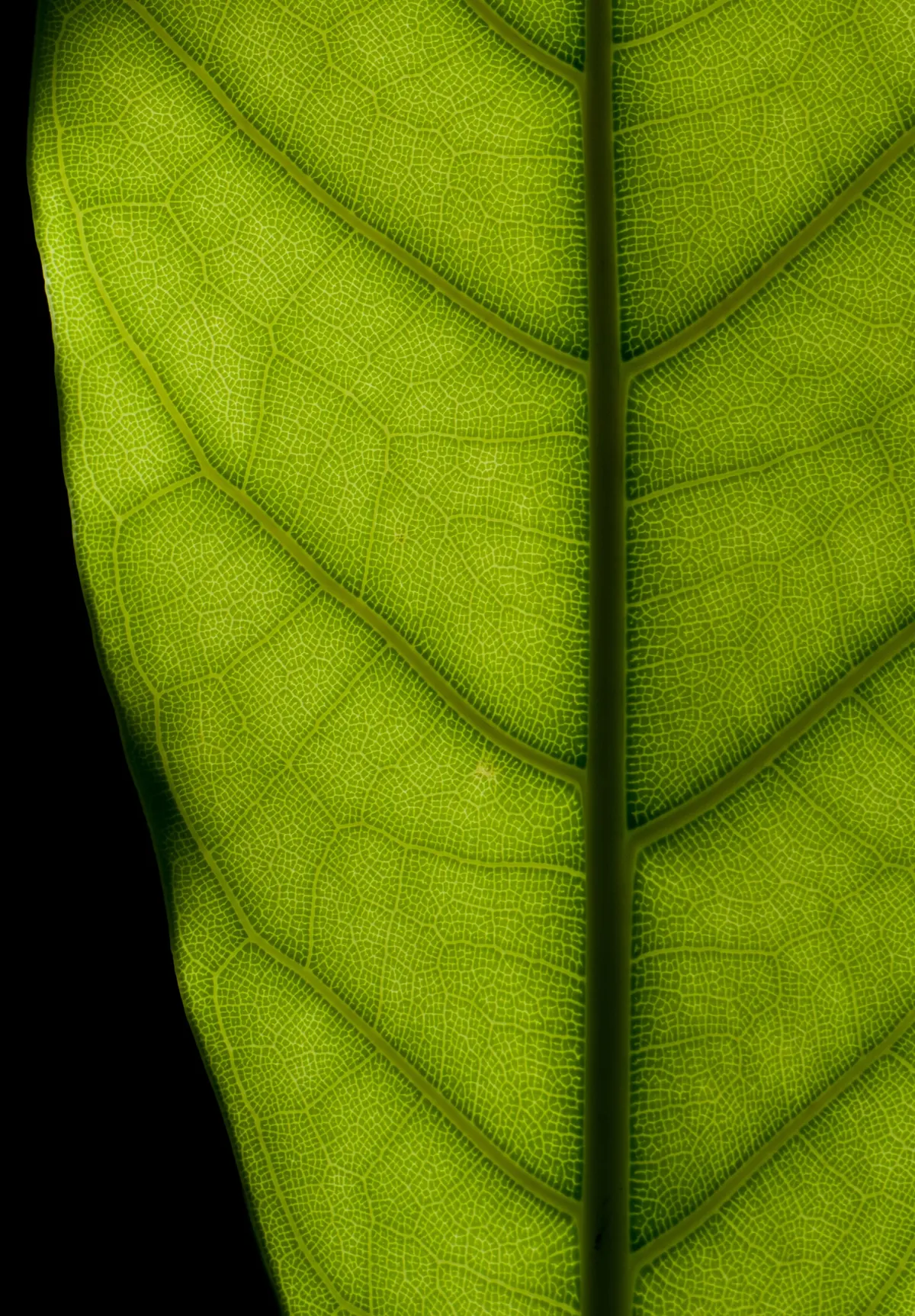 Detalhe de folha de Ficus elastica iluminada por trás