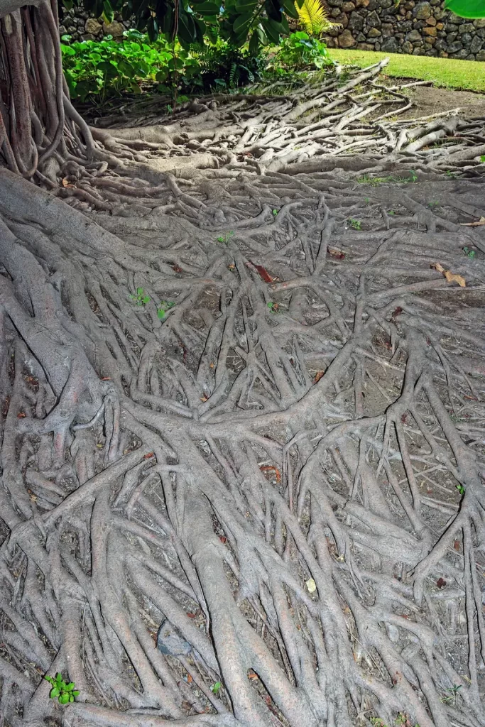 Ficus elastica crescendo ao ar livre com folhas grandes