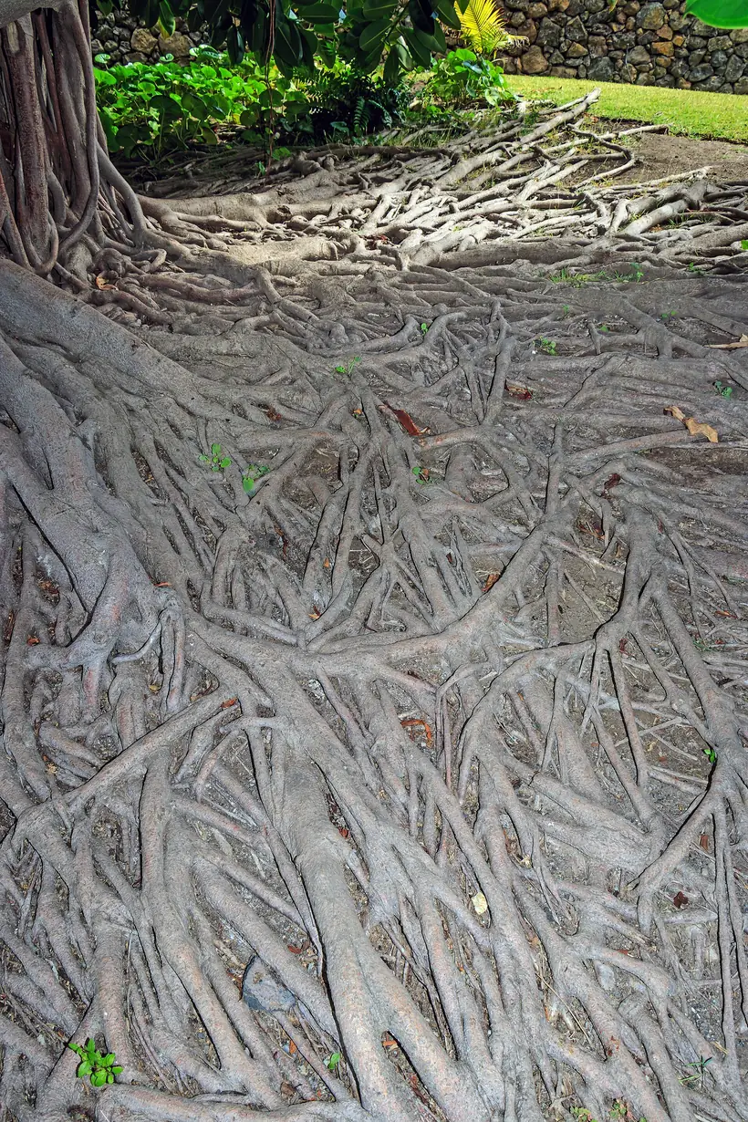Ficus elastica crescendo ao ar livre com folhas grandes