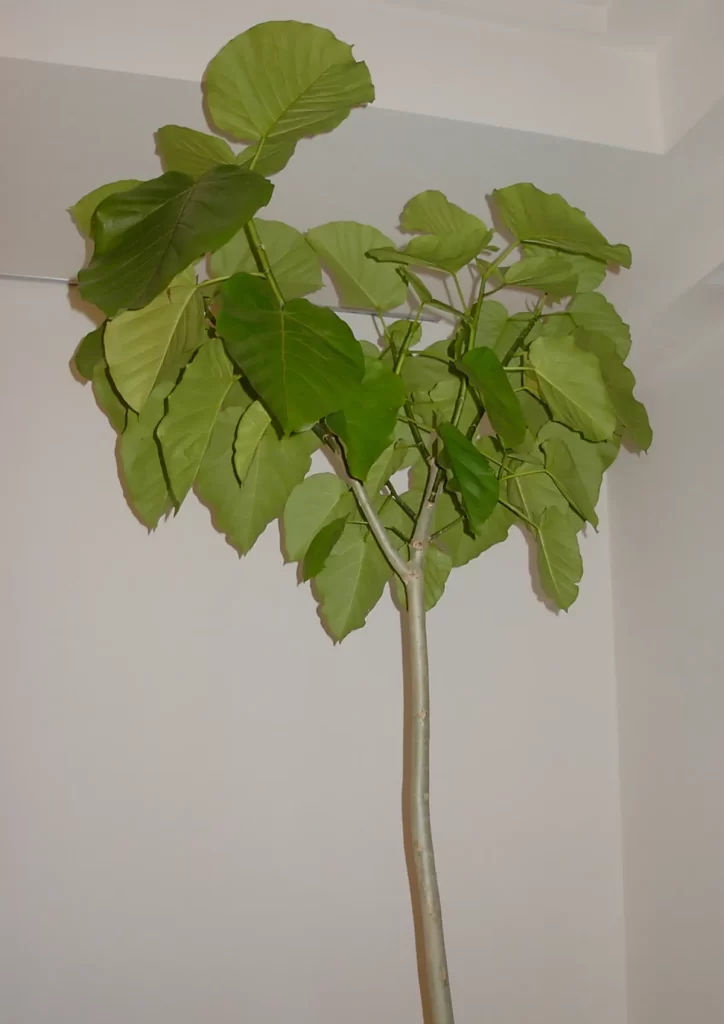 Ficus umbellata com folhas verdes grandes