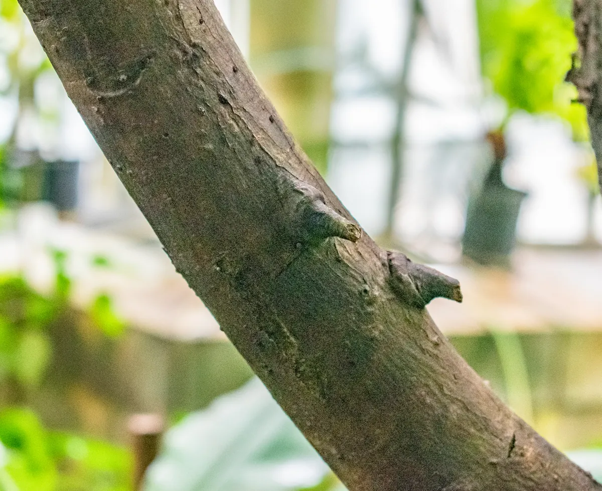Ficus umbellata cultivado em estufa