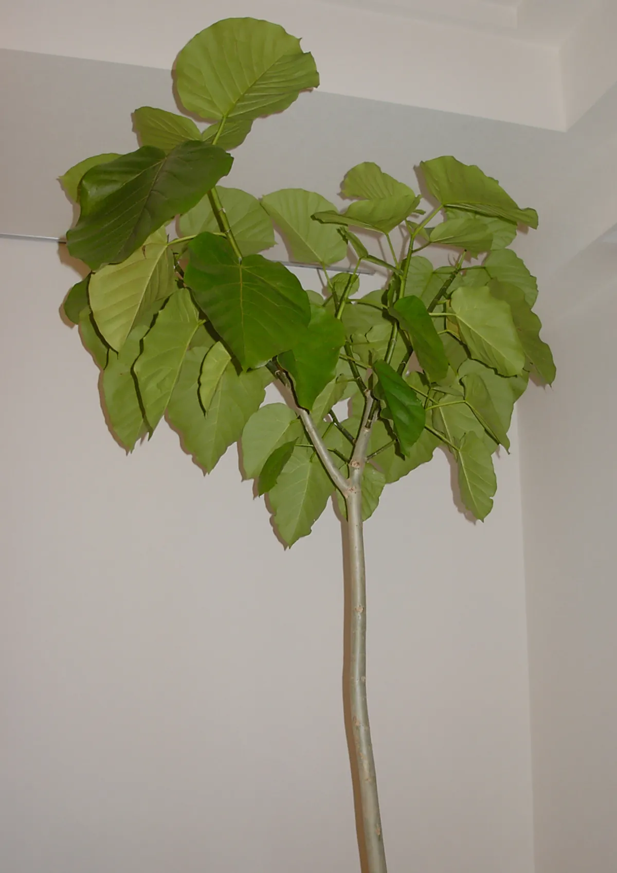 Ficus umbellata com folhas verdes grandes