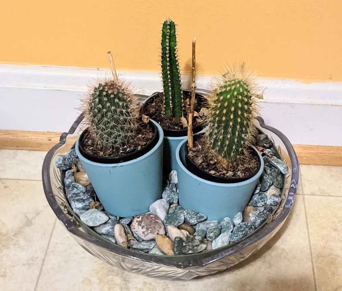 Vasos de plantas de interior em ambiente com boa luz natural