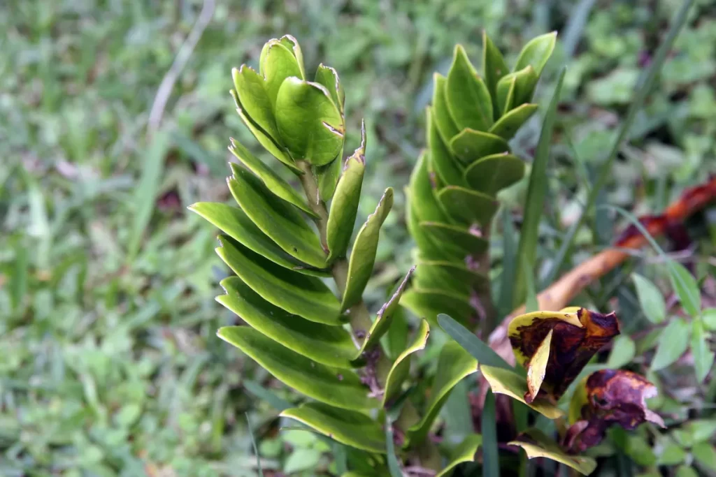 Zamioculca com folhas verdes brilhantes