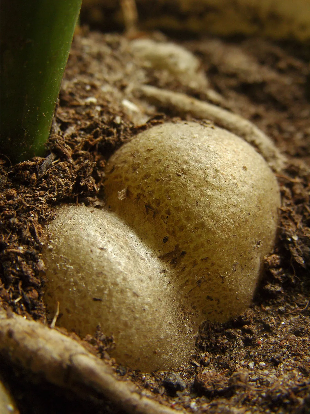 Rizoma ou tubérculo de Zamioculcas zamiifolia exposto