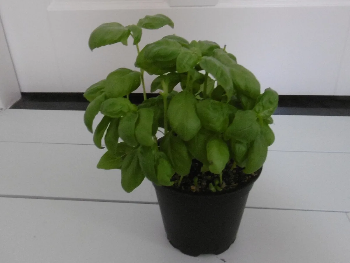 Vaso de manjericao com folhas verdes saudaveis em ambiente iluminado