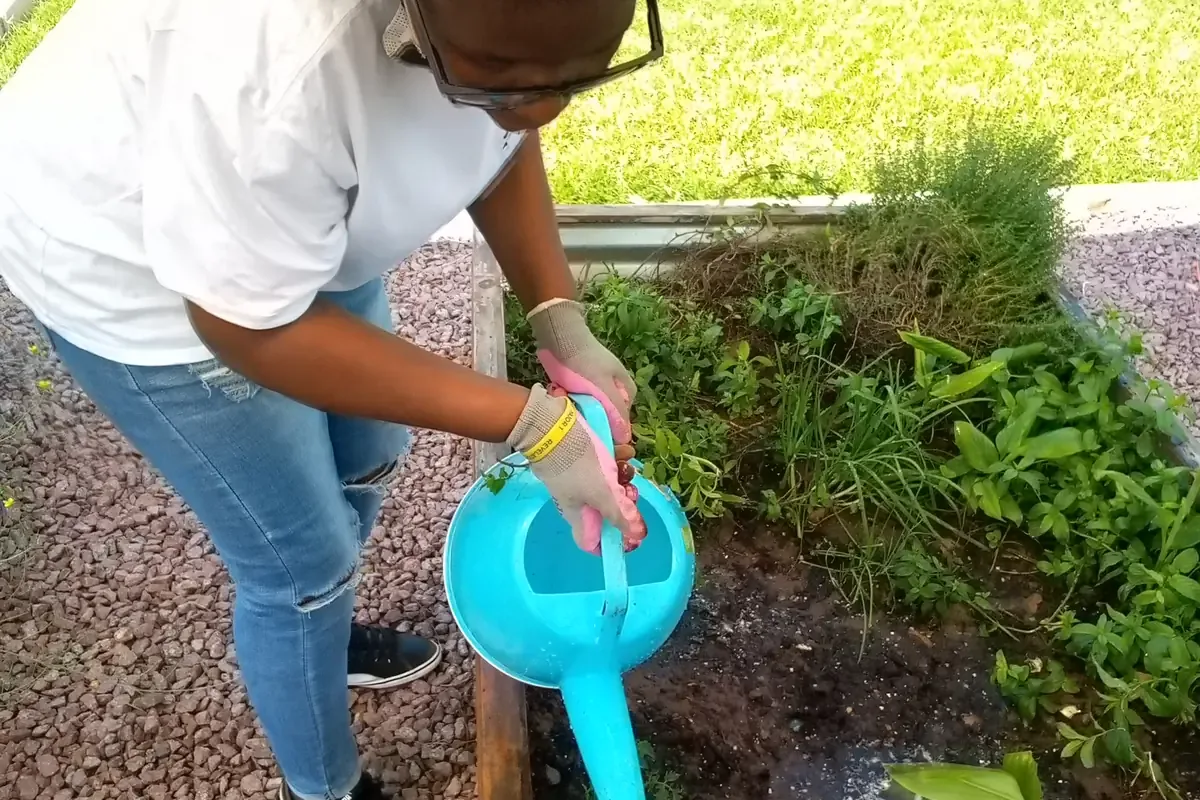 Como regar plantas no inverno sem apodrecer as raizes: guia para vasos e jardim