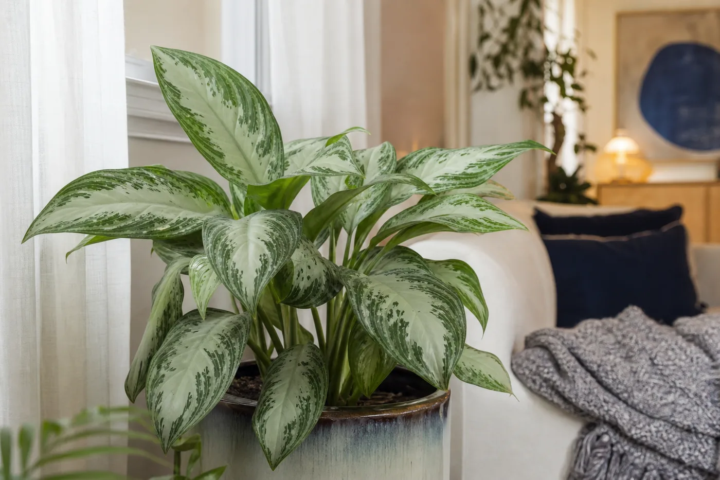 Aglaonema variegada em vaso decorativo perto de janela com luz indireta em apartamento