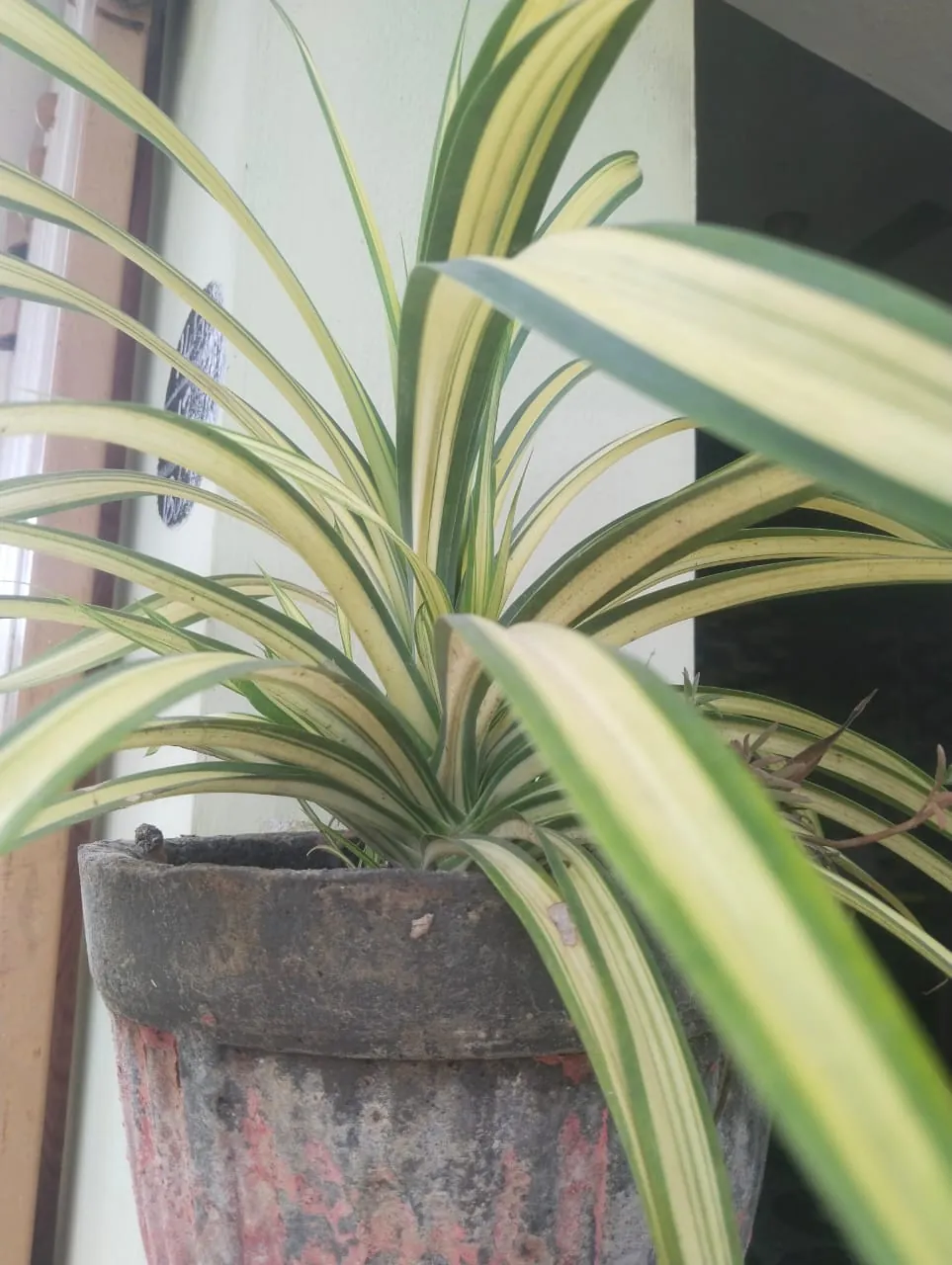 Clorofito variegado cultivado em vaso perto de uma janela