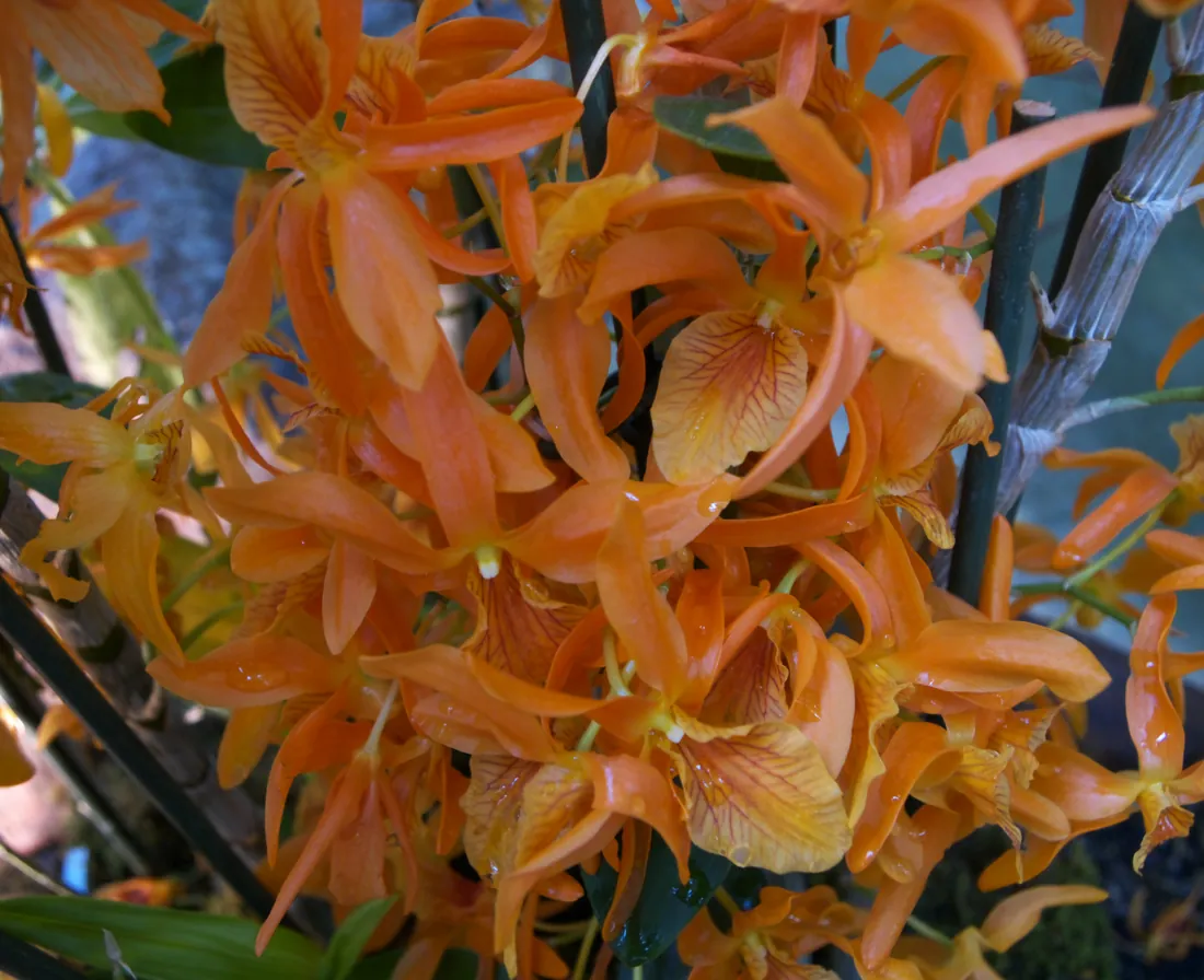 Flores alaranjadas de Dendrobium nobile em detalhe