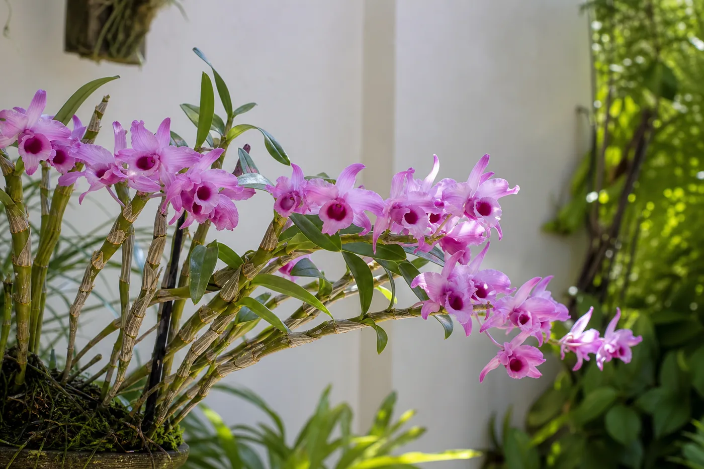 Dendrobium nobile florida com canudos aparentes em ambiente claro de varanda ou jardim coberto