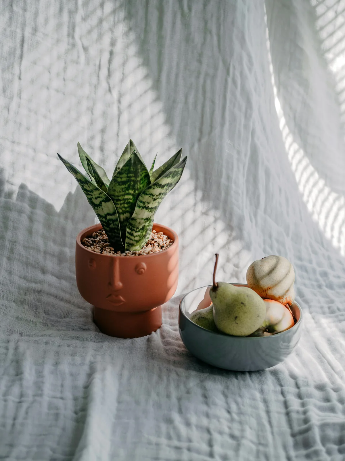 Espada-de-são-jorge em vaso simples para ambiente interno de pouca luz