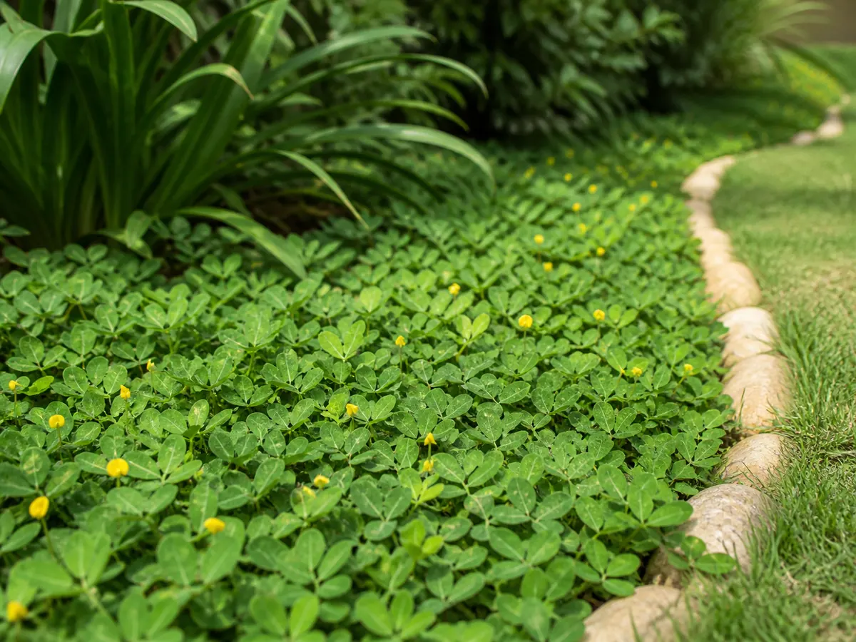 Grama-amendoim cobrindo o solo em canteiro ensolarado com pequenas flores amarelas