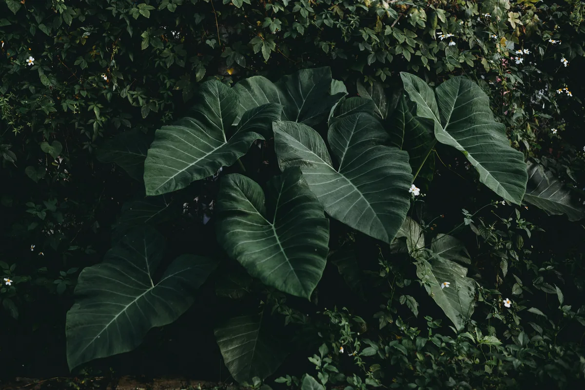 Jiboia pendente com folhas verdes em ambiente interno com luz indireta