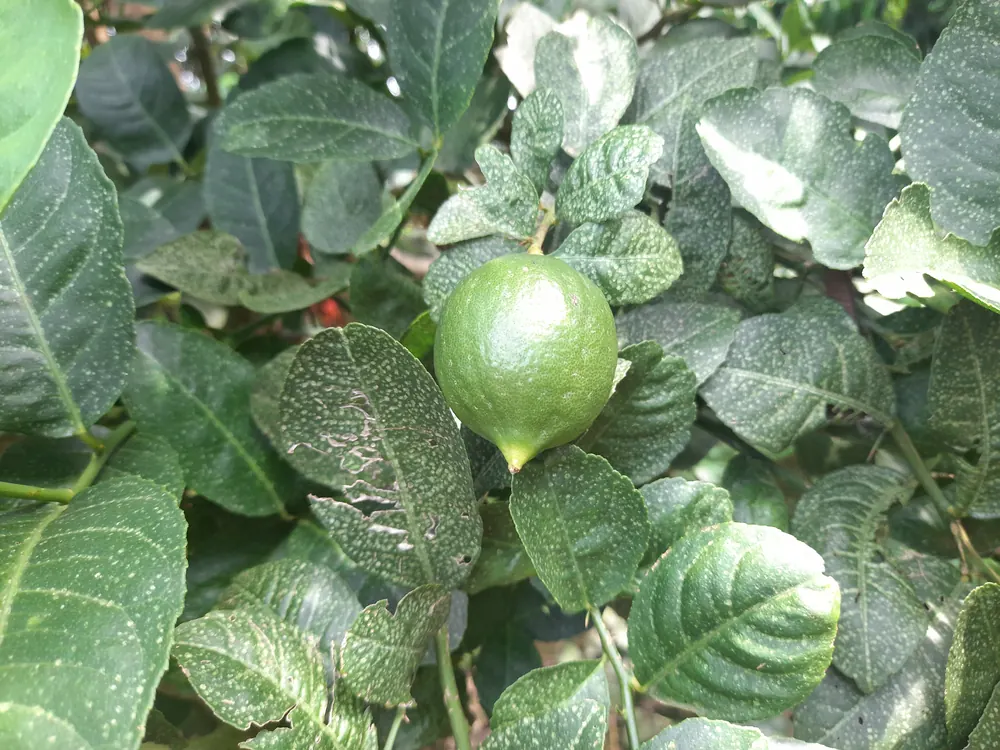 Limões verdes entre folhas de uma árvore cítrica saudável