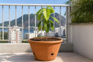 Muda de ipê em vaso grande de barro com drenagem em varanda ensolarada