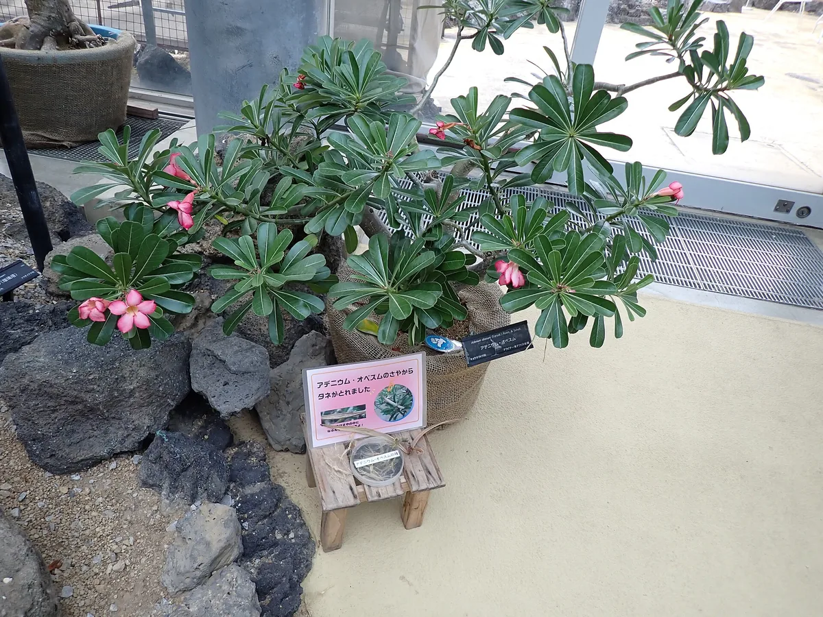 Caudex de rosa-do-deserto cultivada em vaso com boa drenagem e sol forte