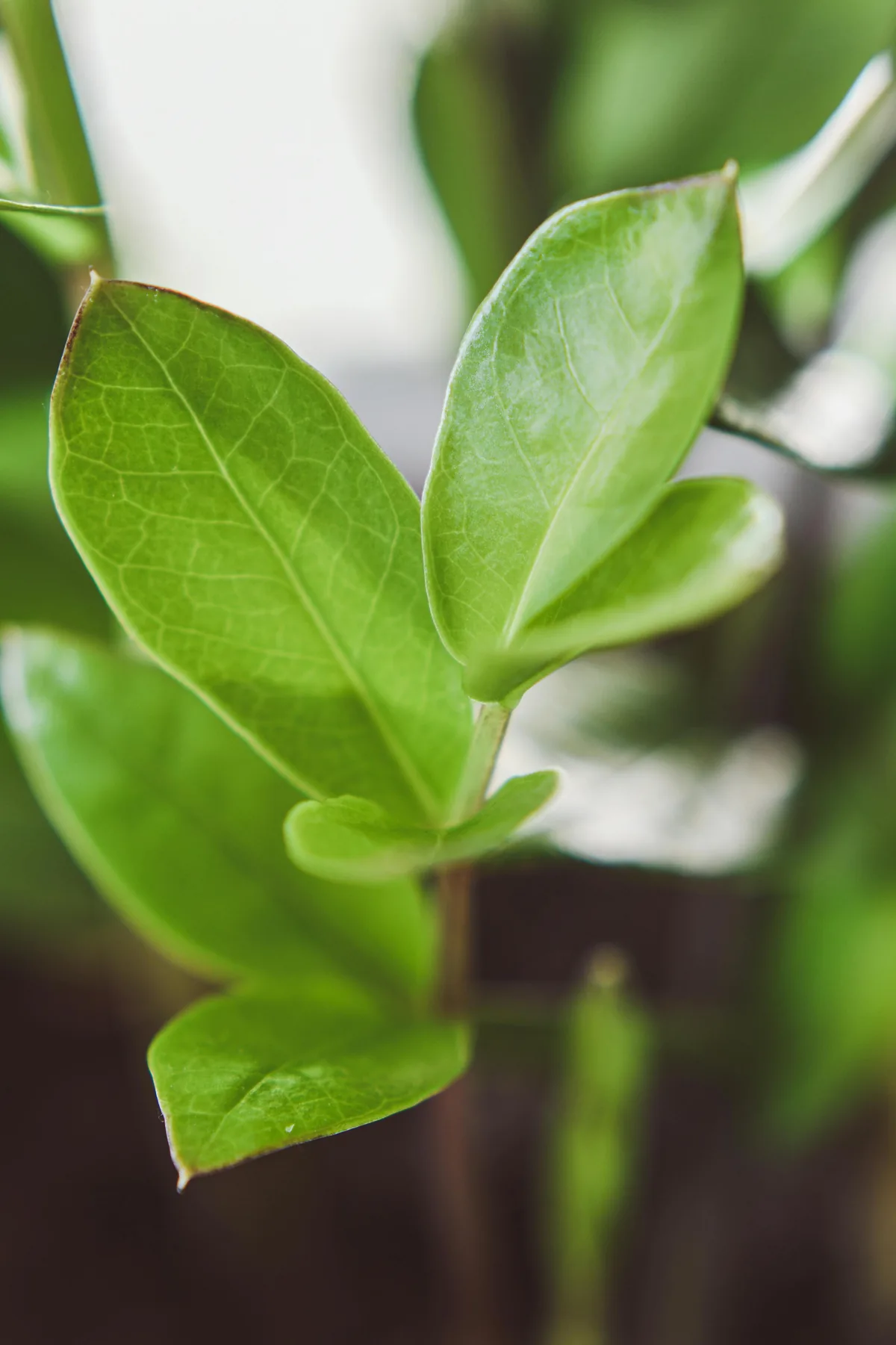 Folhas de zamioculca em close, planta indicada para apartamento e regas espaçadas.